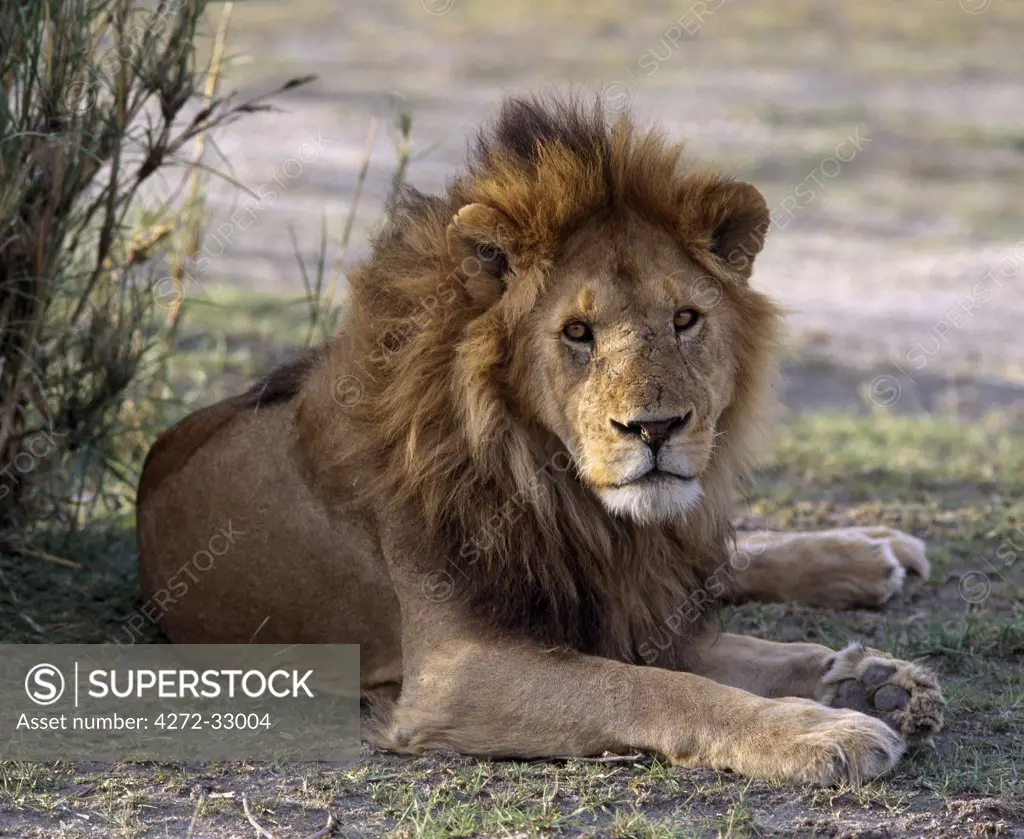 A finely maned lion with scars on his nose caused by fighting other lions.