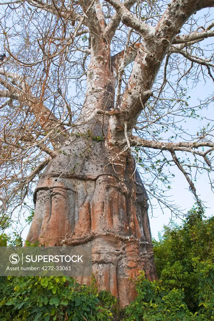 East Africa, Tanzania. A Baobab Tree (Adansonia digitata) on the north part of Zanzibar Island.