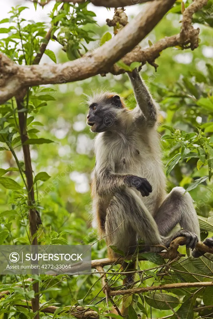 East Africa, Tanzania, Zanzibar. Red Colobus Monkey, Jozani Forest Reserve. One of Africa's rarest primates, the Zanzibar red colobus may number only about 1500. Isolated on this island for at least 1,000 years, the Zanzibar red colobus (Procolobus kirkii) is recognized as a distinct species, with different coat patterns, calls and food habits than the related colobus species on the mainland.