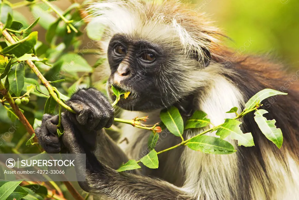 East Africa, Tanzania, Zanzibar. Red Colobus Monkey, Jozani Forest Reserve. One of Africa's rarest primates, the Zanzibar red colobus may number only about 1500. Isolated on this island for at least 1,000 years, the Zanzibar red colobus (Procolobus kirkii) is recognized as a distinct species, with different coat patterns, calls and food habits than the related colobus species on the mainland.