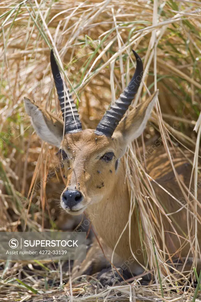 Tanzania, Katavi National Park. A Bohor reedbuck conceals itself in long dry grass in Katavi National Park.