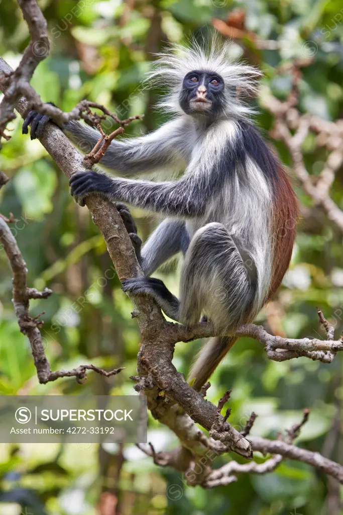 Tanzania, Zanzibar. A Zanzibar red colobus monkey in the Jozani Forest southeast of Stone Town.