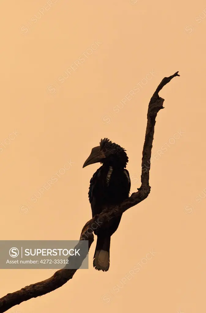 A Silvery-cheeked Hornbill at dawn in the Amani Nature Reserve, a protected area of 8,380ha situated in the Eastern Arc of the Usambara Mountains.