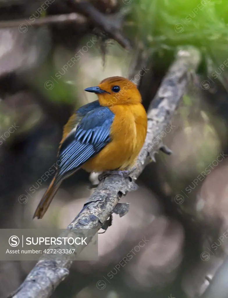 A Red-capped Robin-Chat in Selous Game Reserve.