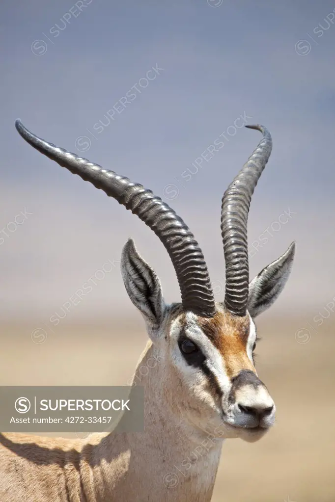 Tanzania, Ngorongoro. A mature male Grant's Gazelle.