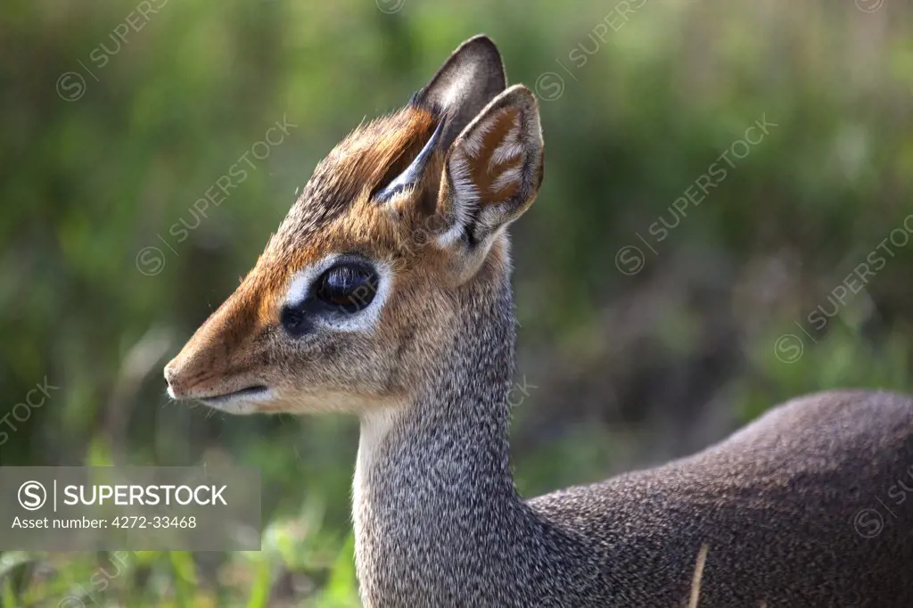 Tanzania, Serengeti. Portraits of the shy Dik-dik.