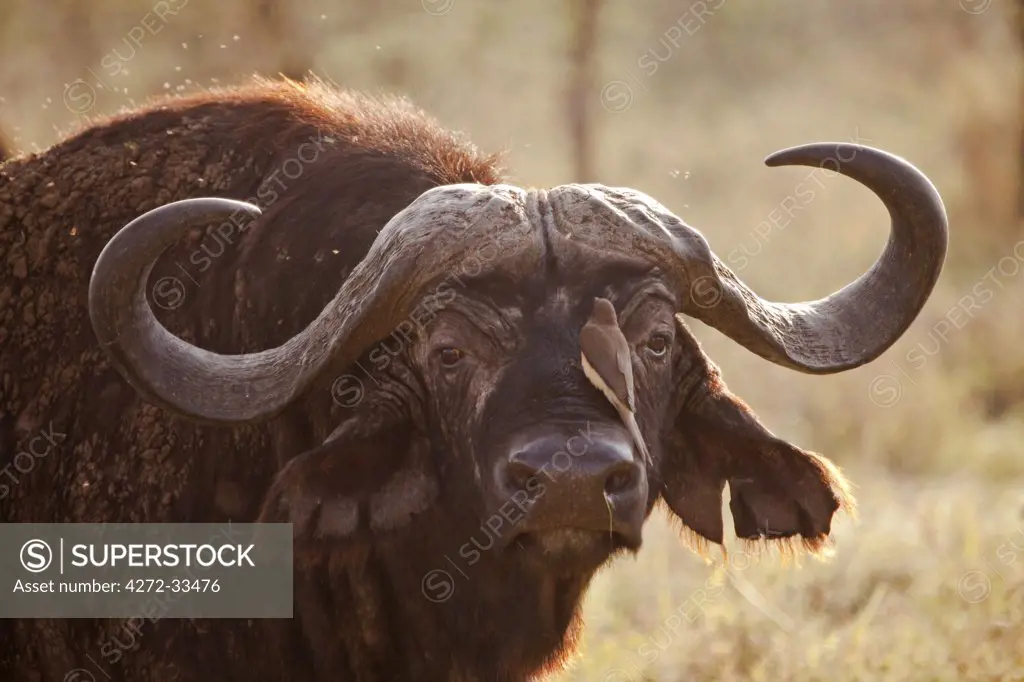 Tanzania, Serengeti. A craggy old buffalo, surrounded by flies.