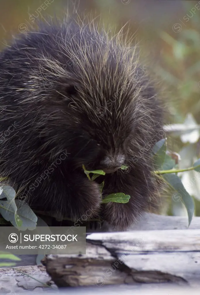 A Porcupine feeding on willow leaves, Alaska, USA