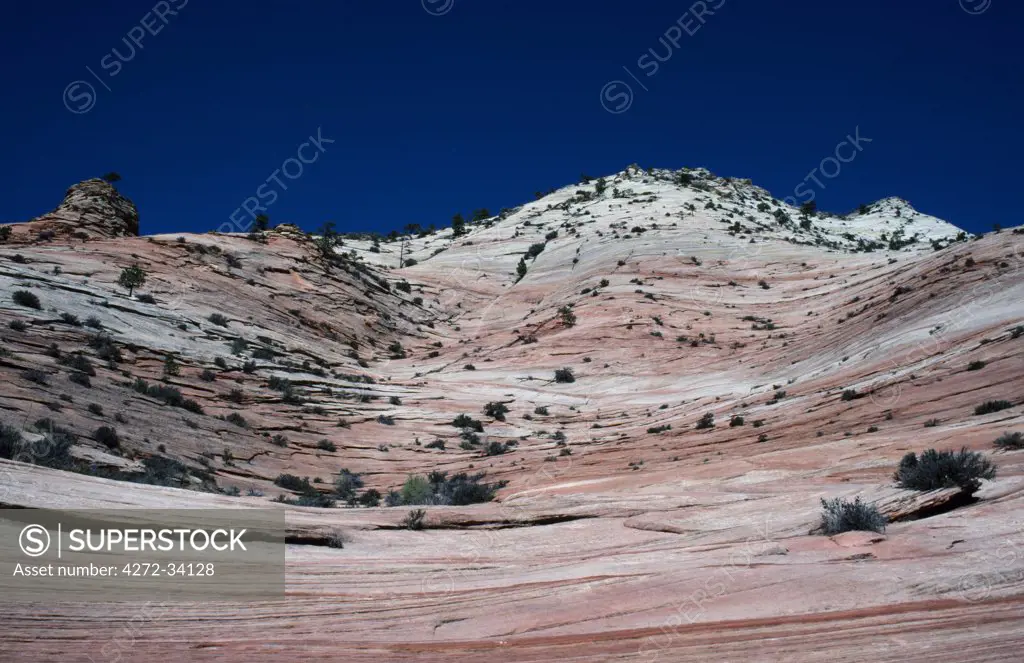 Pine trees cling tenuously to the exposed stratified rock faces in Zion National Park.