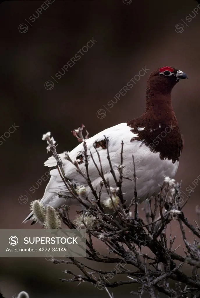 Willow ptarmigan changing from winter to summer plumage