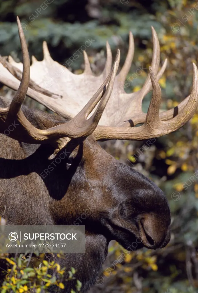 A male, bull, moose (Alces Alces) with an impressive rack of antlers.