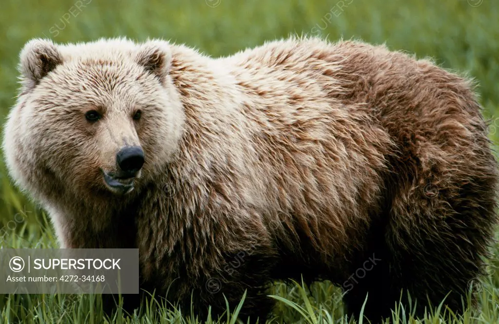 A brown bear (Ursus Arctos) at Mikfik Creek. They can be identified by the shoulder hump and broad stubby face. Also known as the grizzly or Kodiak bear. Alaska, USA