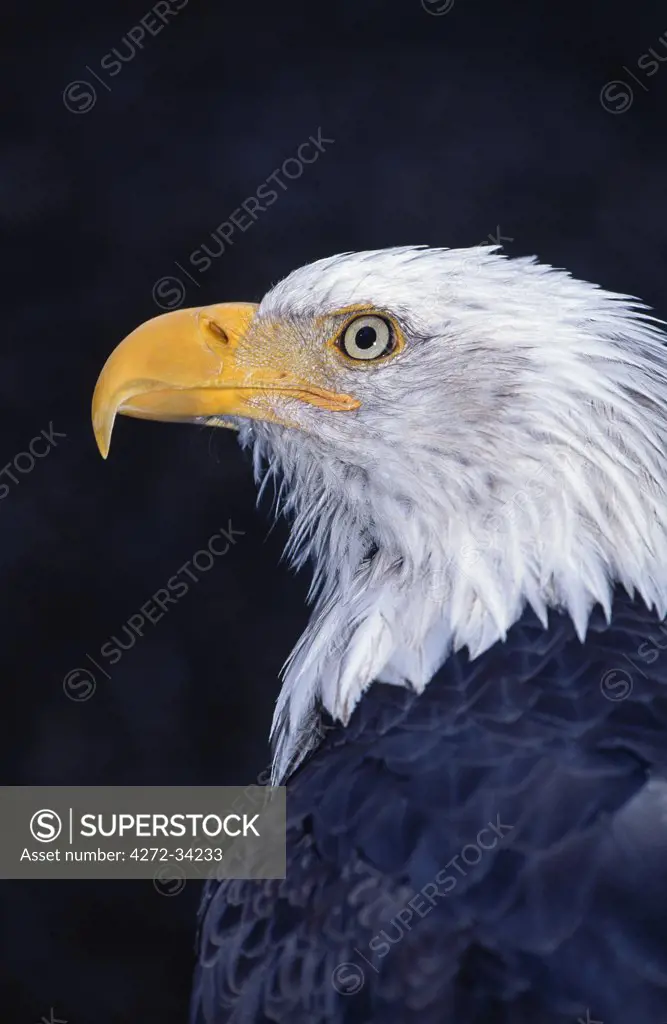 Portrait of a bald eagle at the Alaska Raptor Rehabilitation Centre, Sitka, Southeast Alaska, USA