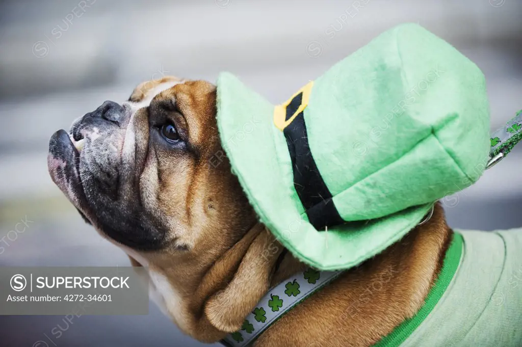 USA, New York State, New York City, Manhattan, a dog in Irish costume, St Patricks Day celebrations, 5th Avenue.