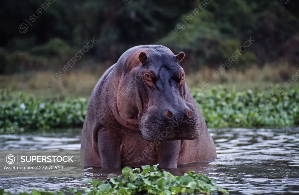 Zambia, Zambezi River. Hippos sitting in the Zambezi River.