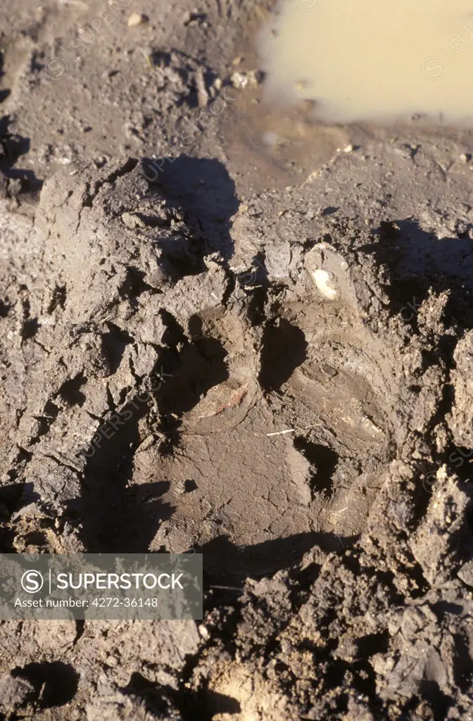 Rhino footprint in mud on edge of pan.