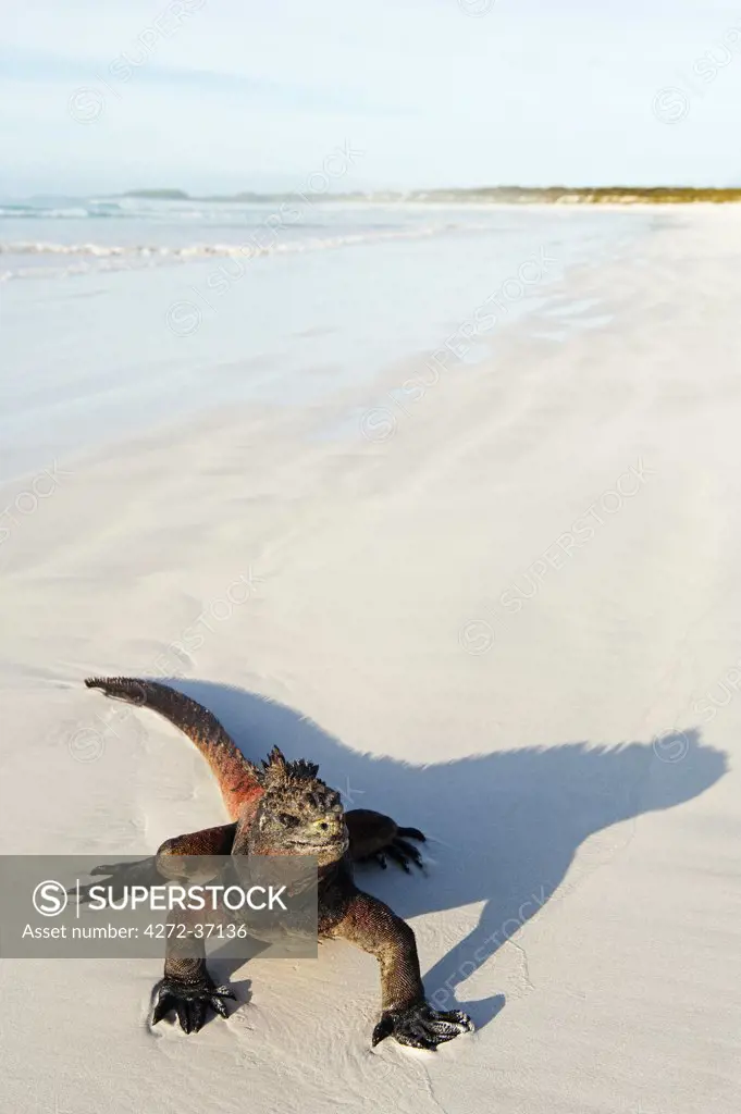 South America, Ecuador, Galapagos Islands, Isla Santa Cruz, Unesco site, Marine Iguana,  Amblyrhynchus cristatus, Turtle Bay