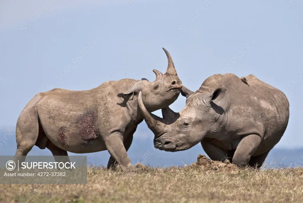 A juveline black rhino spars with a bull white rhino.