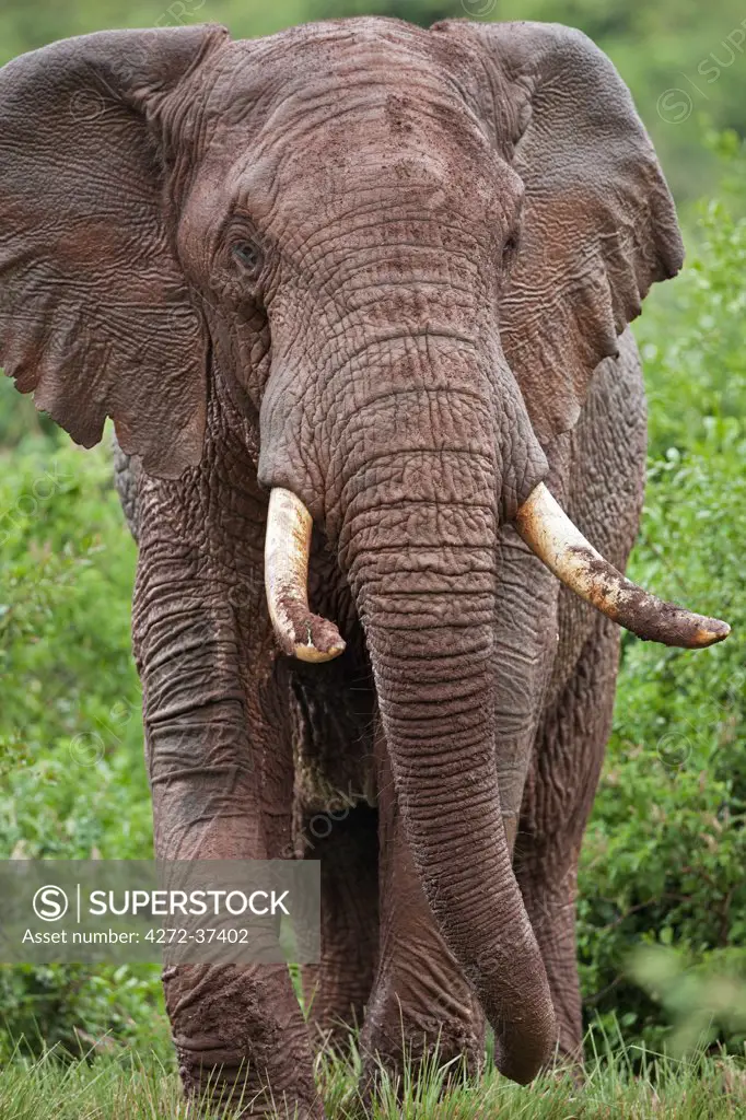 An African bull elephant leaving a forest glade of the Aberdare Mountains having dug for salt in the red forest soil with its tusks.