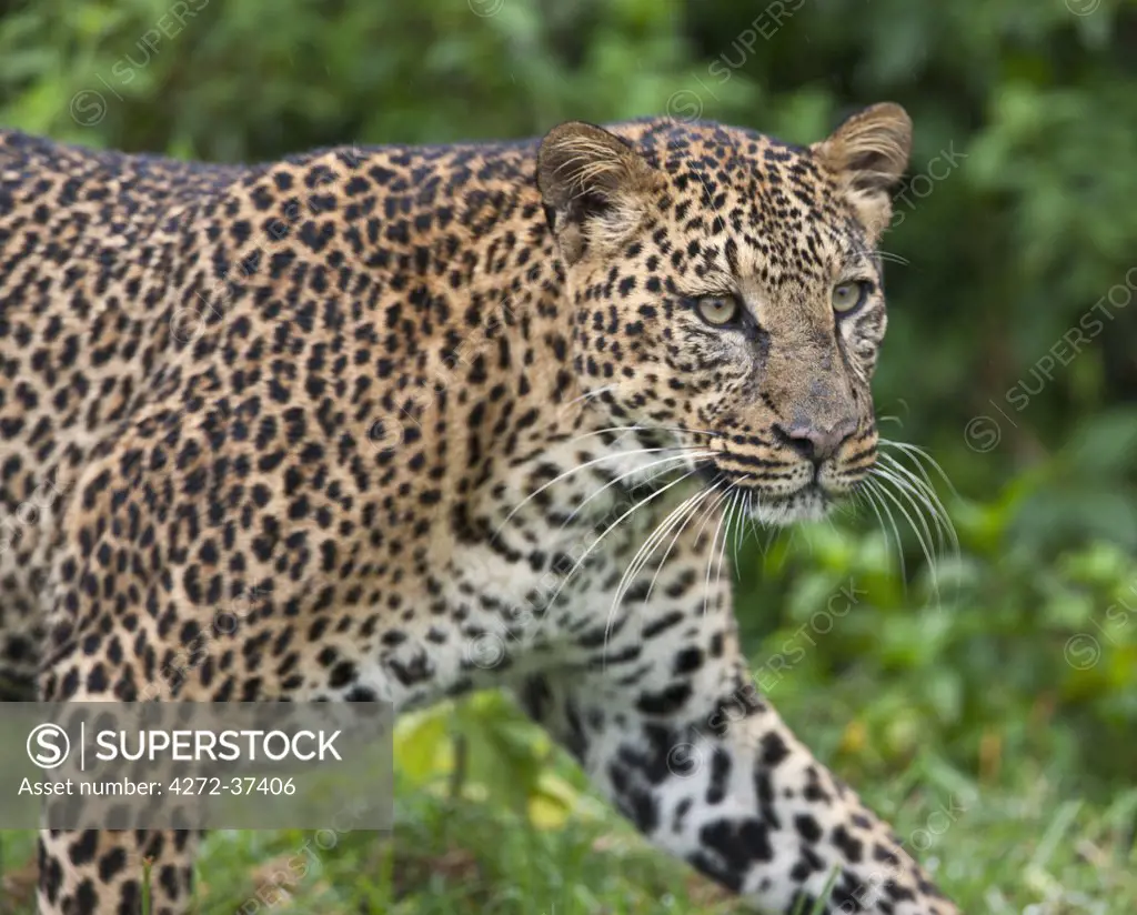 A male leopard in the Aberdare National Park.