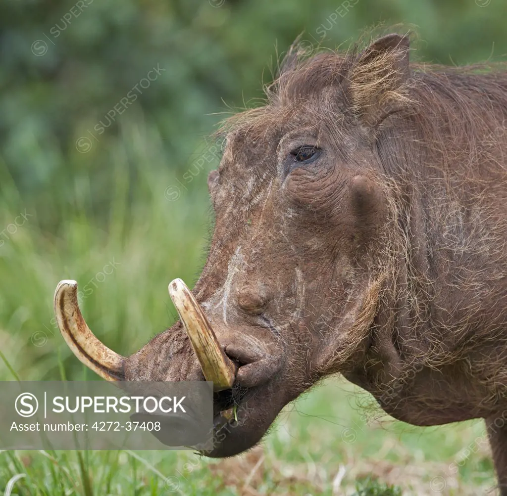 A male warthog in the Aberdare National Park.