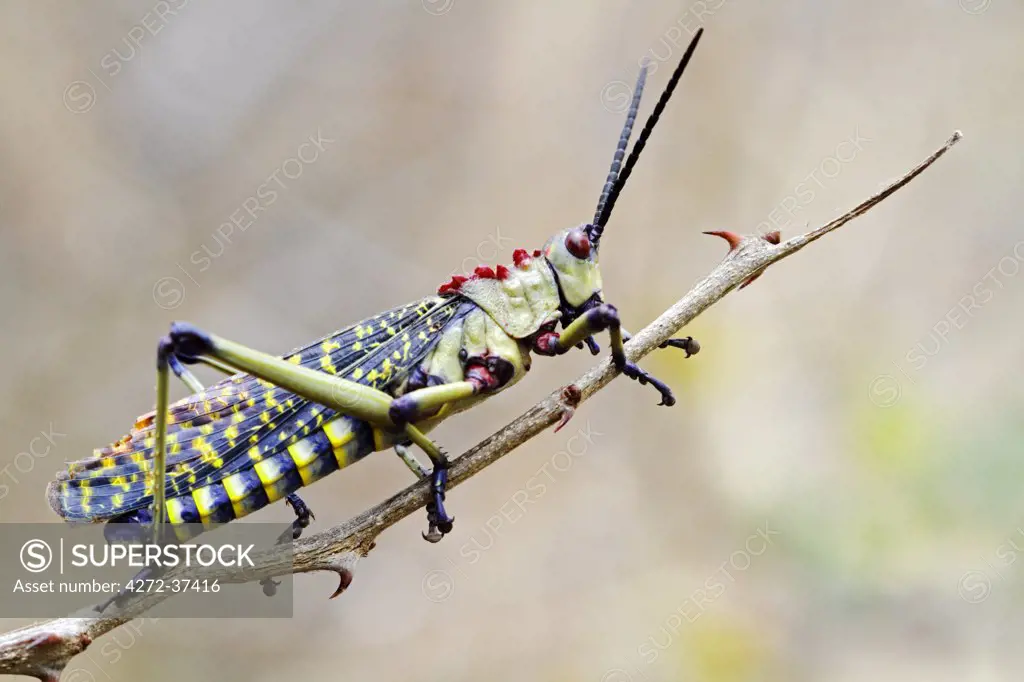 Grasshopper (Phymateus viridipes) male on thorny twig in Amboseli National Park, Kenya.