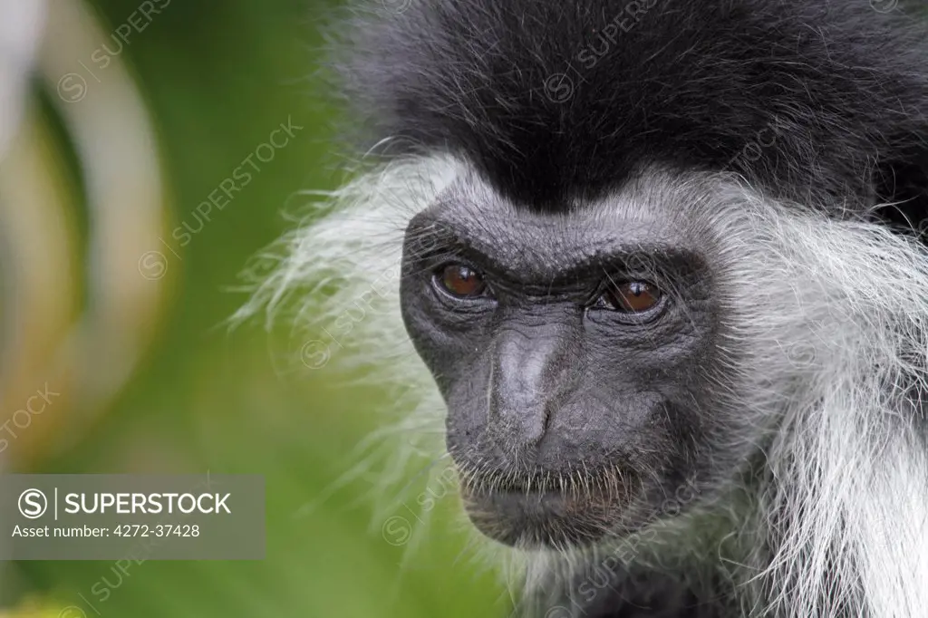 Angolan black and white colobus monkey, Diani Beach, Kenya.