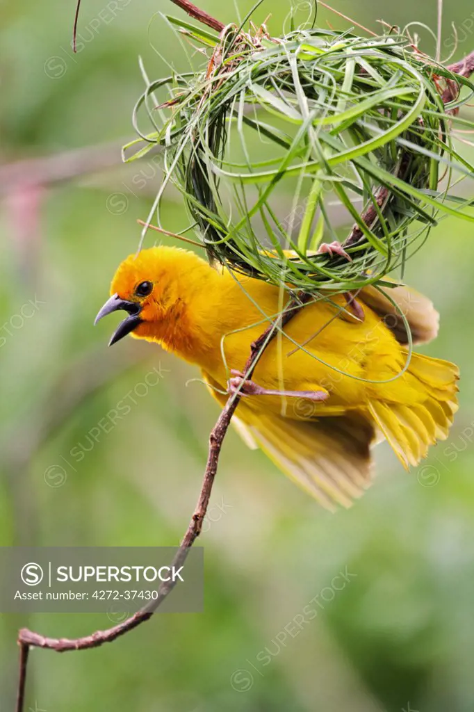 Eastern golden weaver (male) displaying beneath its half-built nest of grass stems, Diani Beach Kenya.