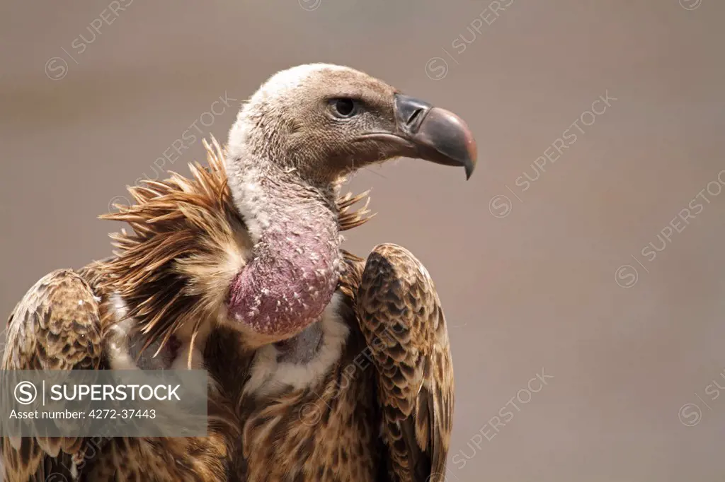 White-backed vulture, Masai Mara National Reserve, Kenya.