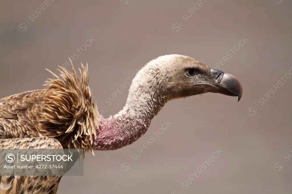 White-backed vulture, Masai Mara National Reserve, Kenya.