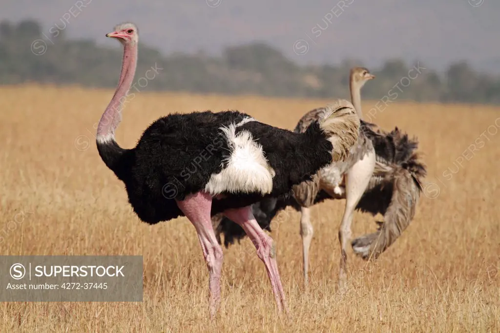 A pair of Masai ostriches in the grasslands of the Masai Mara National Reserve, Kenya.