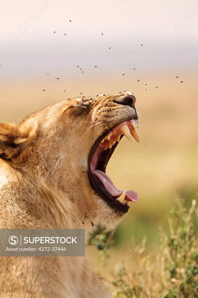 Portrait of a lioness yawning, Marsh Pride, Masai Mara National Reserve, Kenya.