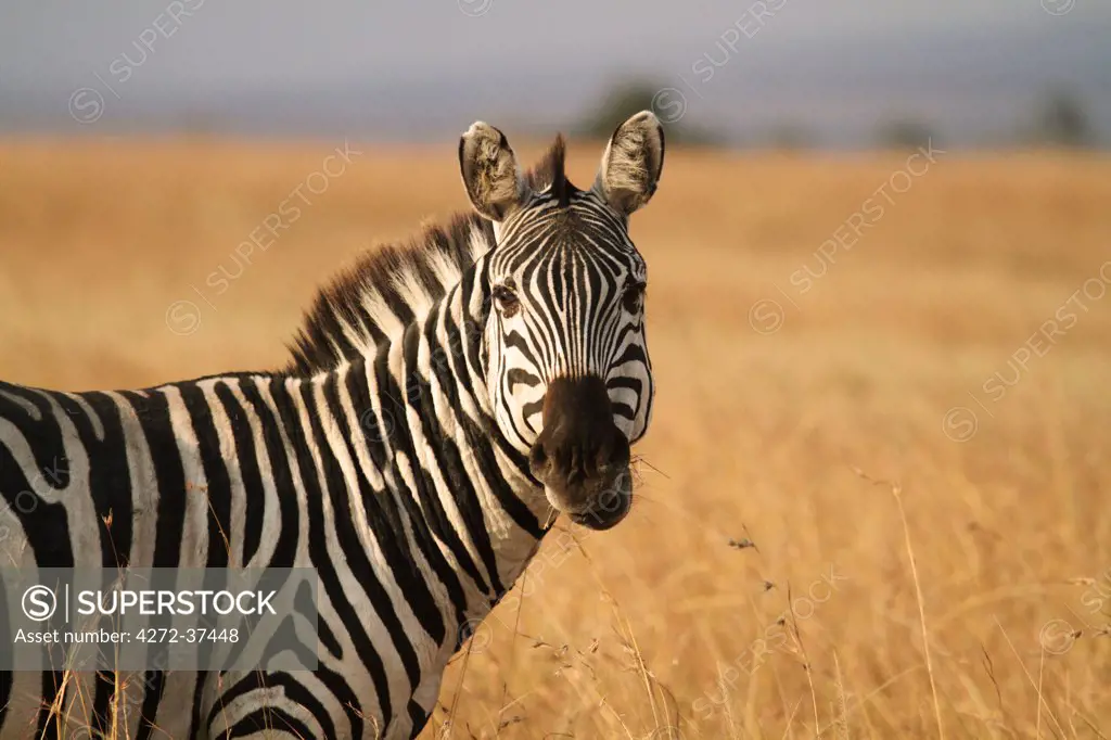 Watchful plains zebra in the Masai Mara National Reserve, Kenya.