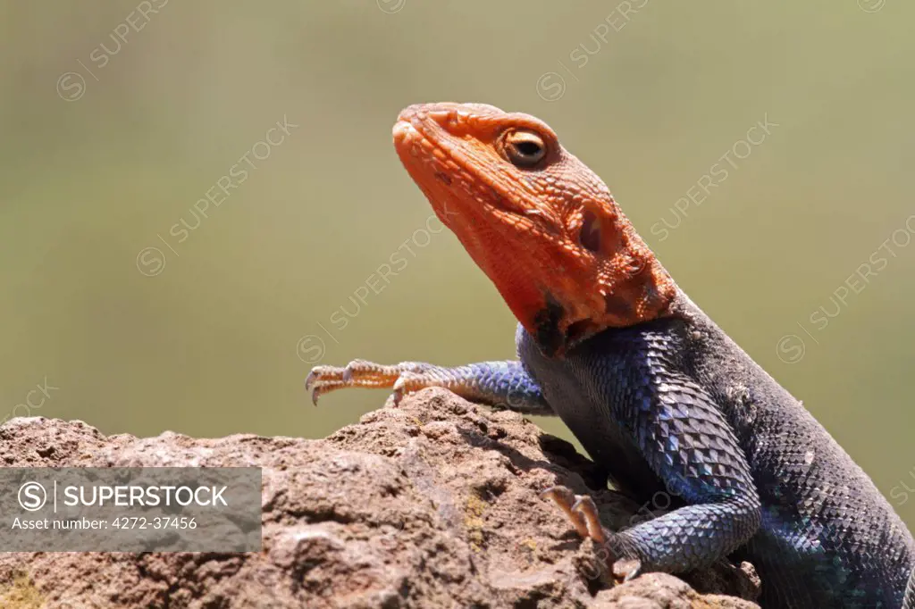 Portrait of a common (or red-headed rock) agama, basking on a rock in Lake Nakuru National Park, Kenya.