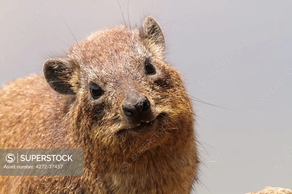 Portrait of a rock hyrax, Lake Nakuru National Park, Kenya.