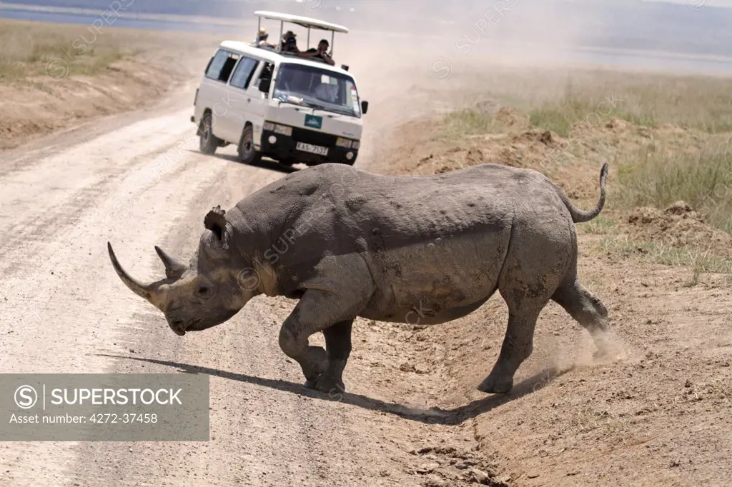 Safari minibus gives way to black rhinoceros, Lake Nakuru National Park, Kenya.