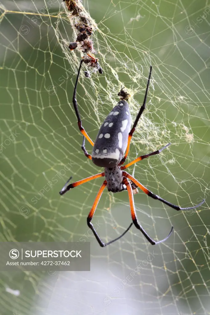 Black-legged golden orb spider on web, Tsavo East National Park, Kenya, Africa.