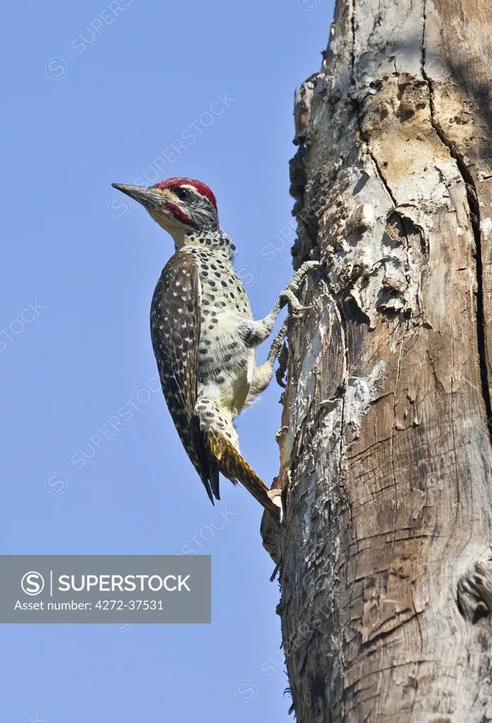 A Nubian Woodpecker pauses outside the hole leading to the nest it has made in the trunk of a dead acacia tree.