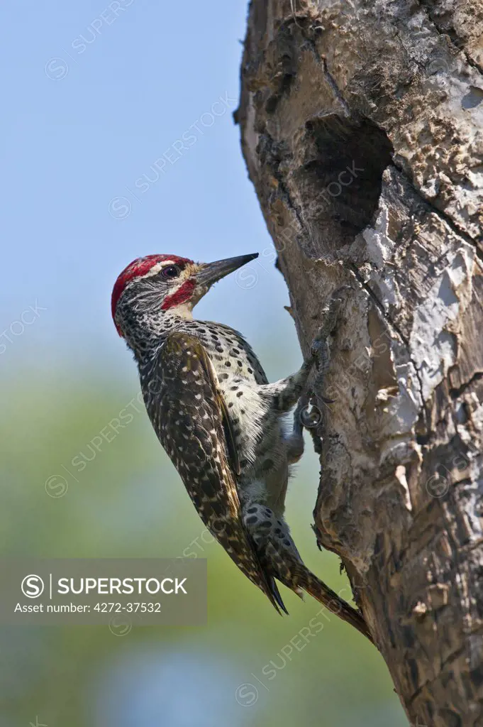 A Nubian Woodpecker pauses outside the hole leading to the nest it has made in the trunk of a dead acacia tree.