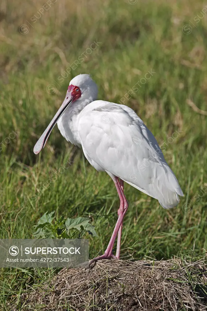 An African Spoonbill in Lake Nakuru National Park.