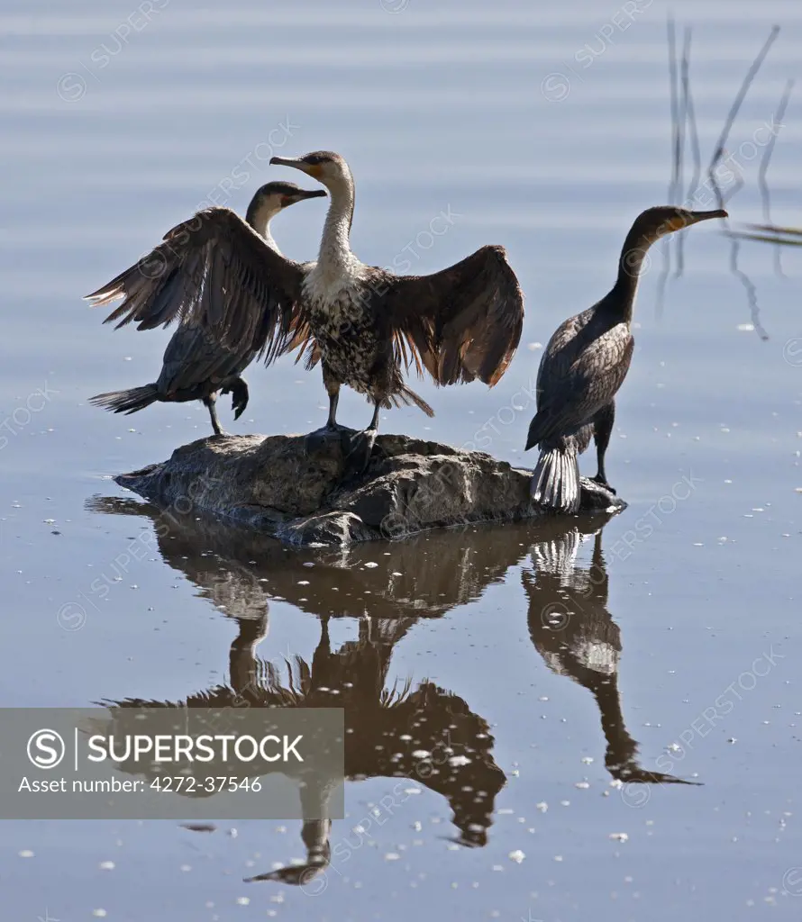 Long-tailed Cormorants in Lake Nakuru National Park.