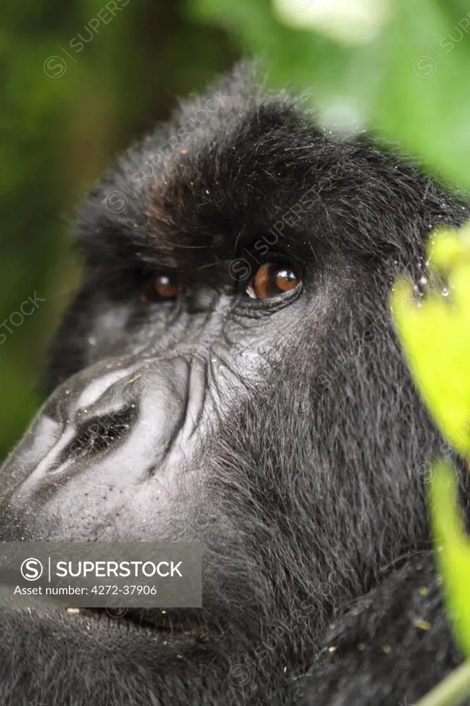 Silverback mountain gorilla, Kwitonda Group, Mt Gahinga, Volcanoes National park, Rwanda.