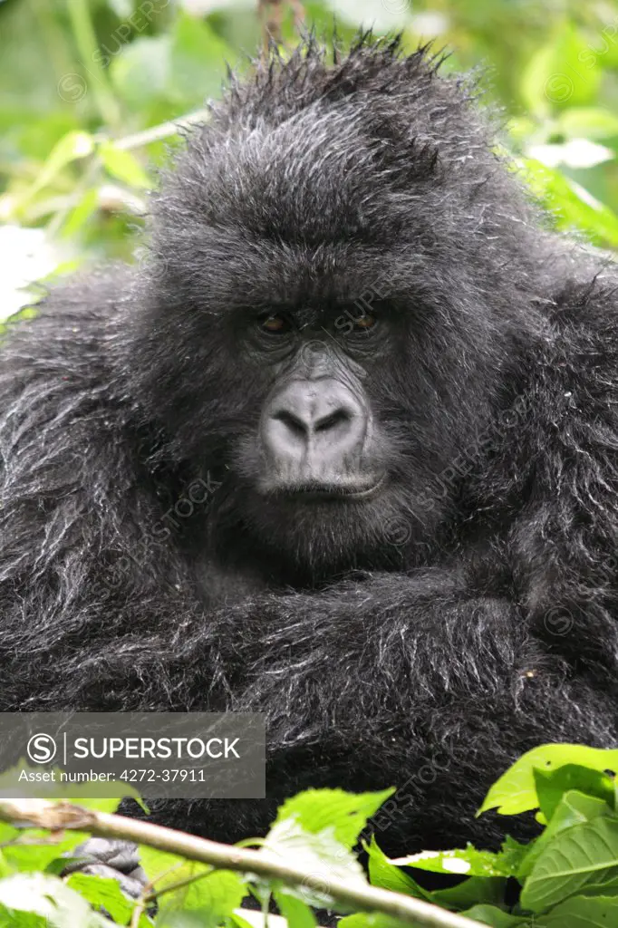 Adult female mountain gorilla sitting in the rain, Kwitonda Group, Mt Gahinga, Volcanoes National park, Rwanda.