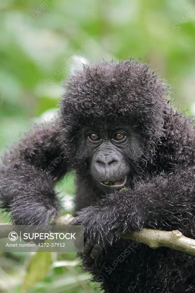 Young mountain gorilla, Kwitonda Group, Mt Gahinga, Volcanoes National park, Rwanda.