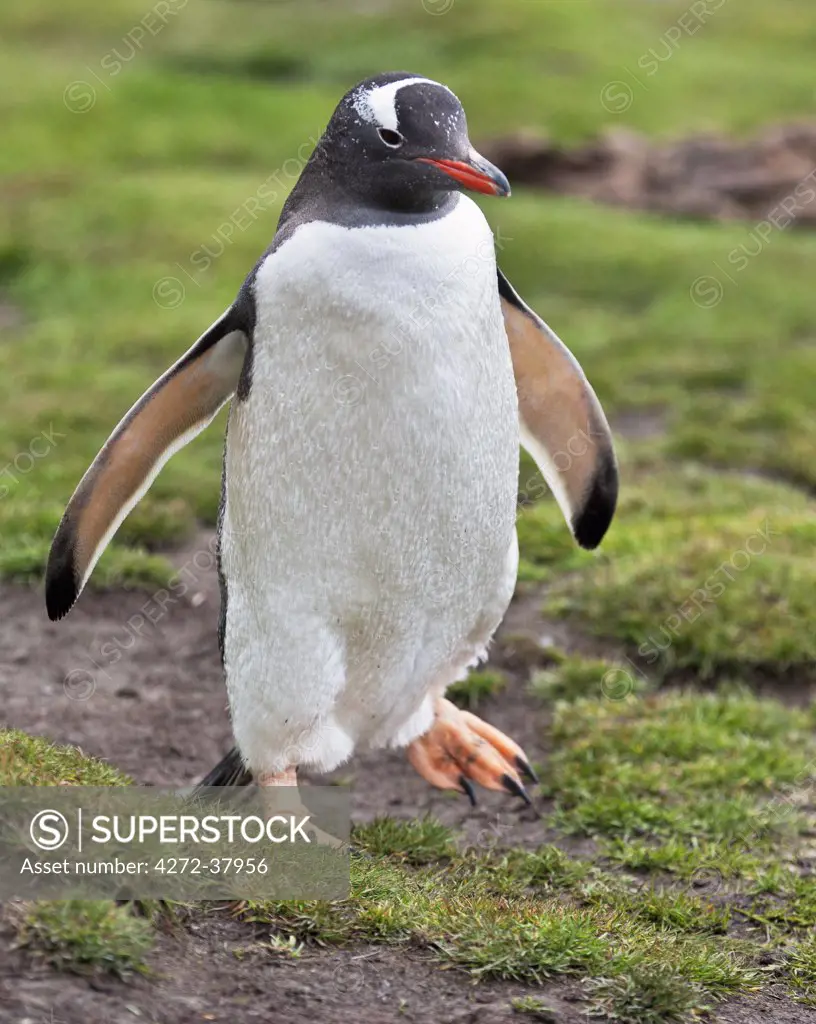 A Macaroni Penguin at Stromness. The old whaling station at Stromness became famous when Ernest Shakleton ended his epic crossing of South Georgia there in 1916.