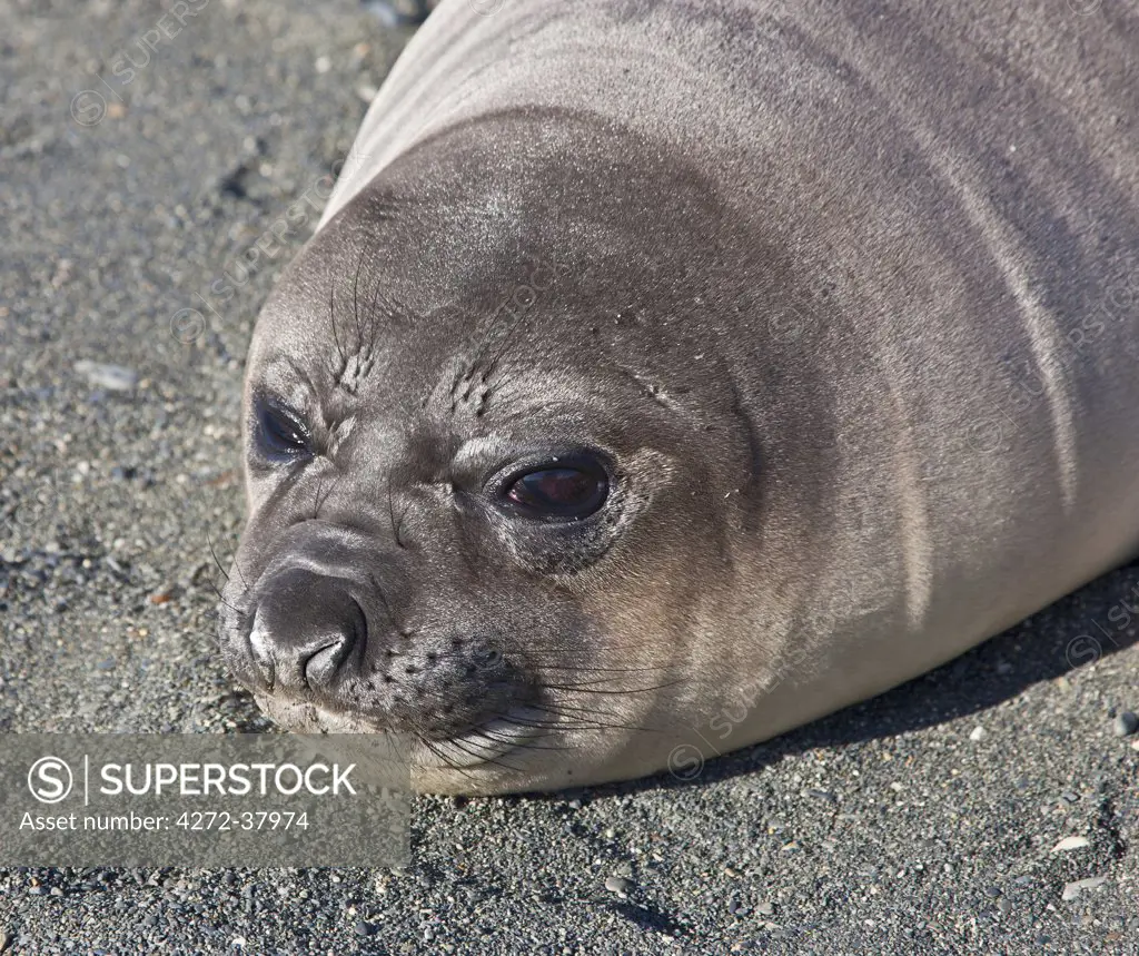 A Southern Elephant Seal pup at Gold Harbour.