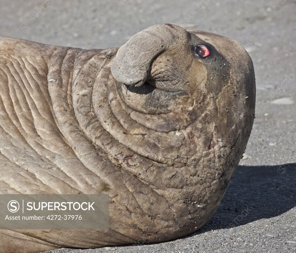 A male Southern Elephant Seal keeps a wary eye on its females ready to see off any approaching males.