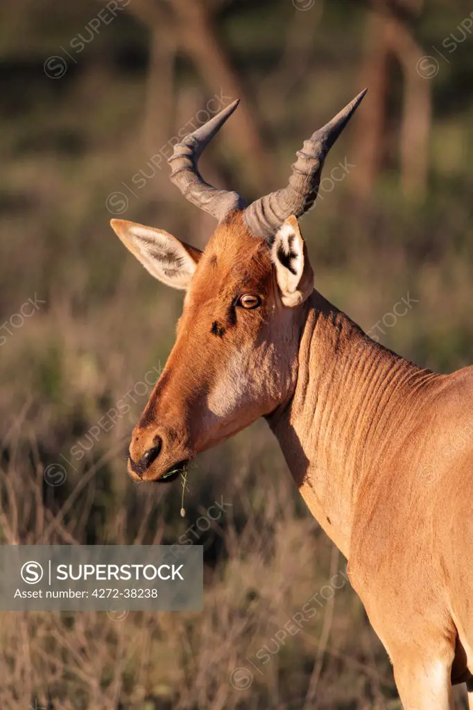 Coke's Hartebeest (Alcelaphus buselaphus cokii) or Kongoni, Serengeti National Park, Tanzania