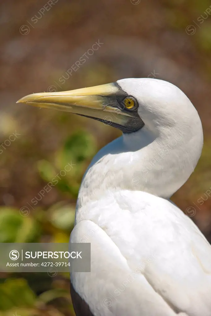 South America, Brazil, Bahia, Abrolhos, a Masked Booby, Sula dactylatra,