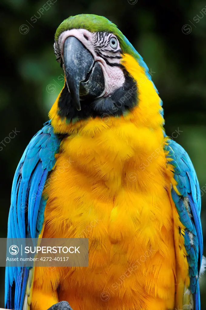 Colourful Macaw, Terradentro, Colombia, South America